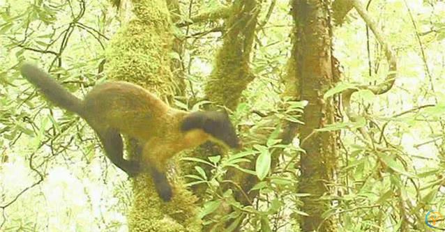 贡嘎山小猛兽横行，蛇当零食吃，连50倍大熊猫都敢惹？