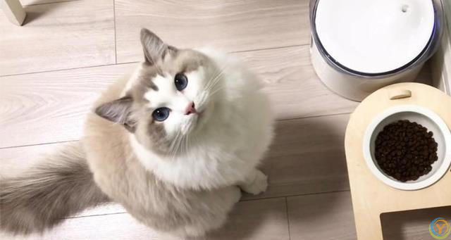 布偶猫“毛发粗糙”怎么改善？这几个方面要做好！