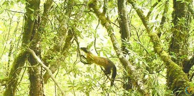 贡嘎山小猛兽横行，蛇当零食吃，连50倍大熊猫都敢惹？