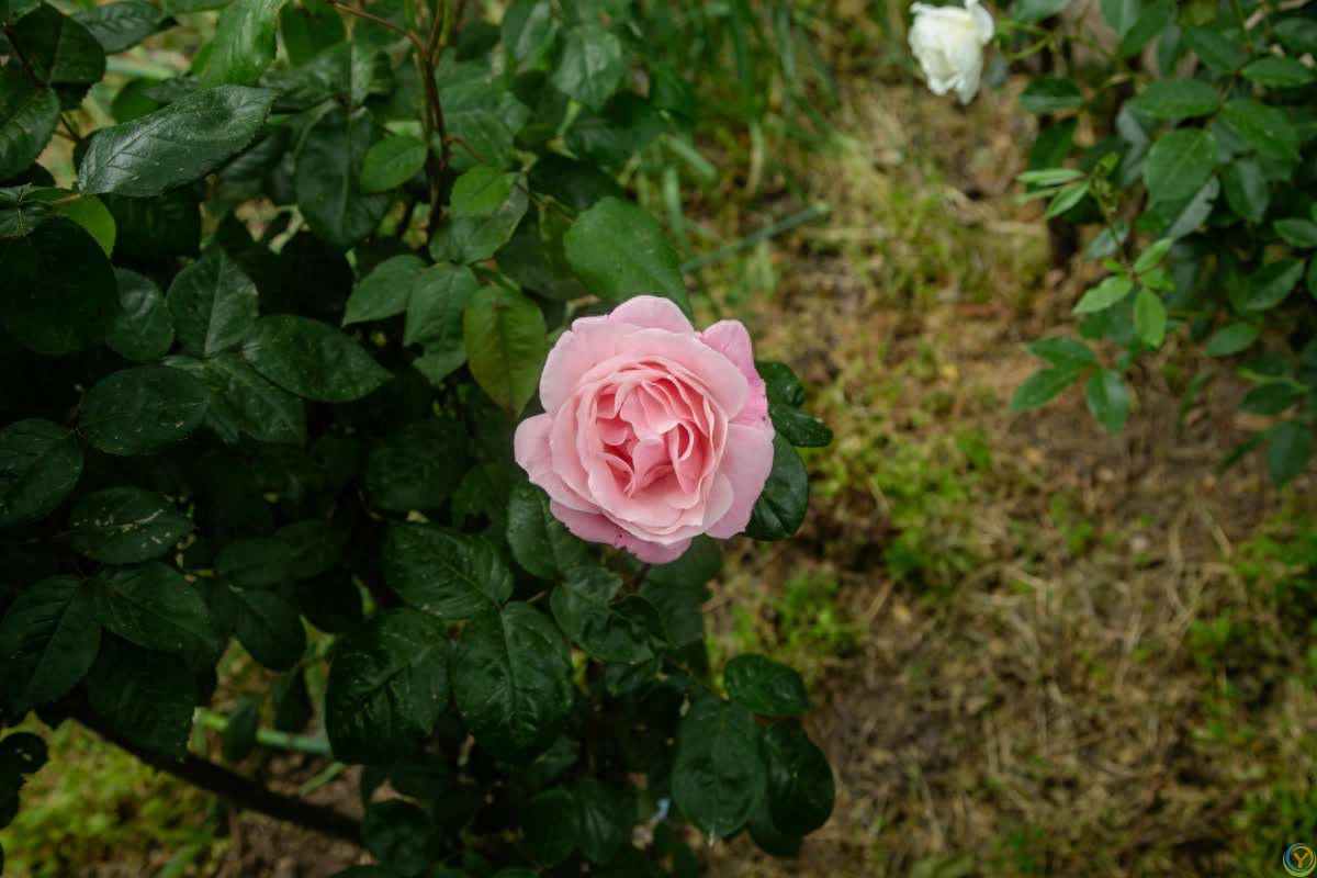 女人想发展亲密关系，嘴上不说但会有这三种暗示