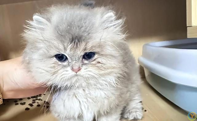 性格好的猫咪从小“装”出来的？这5个坏习惯，你家猫中了几个？