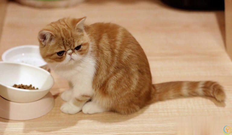 这几种猫真的通人性，养到一只，你就偷笑吧！