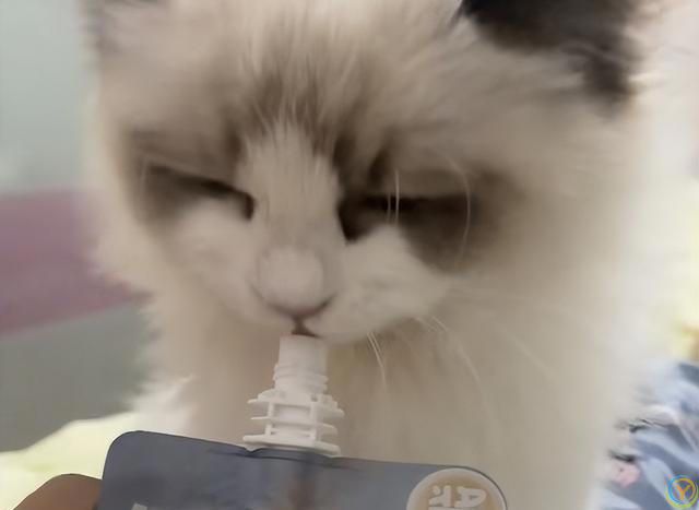 性格好的猫咪从小“装”出来的？这5个坏习惯，你家猫中了几个？