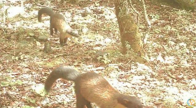 贡嘎山小猛兽横行，蛇当零食吃，连50倍大熊猫都敢惹？