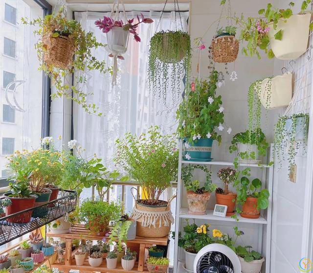 室内养花，有“7忌”，犯1个也活不久，看你中了没