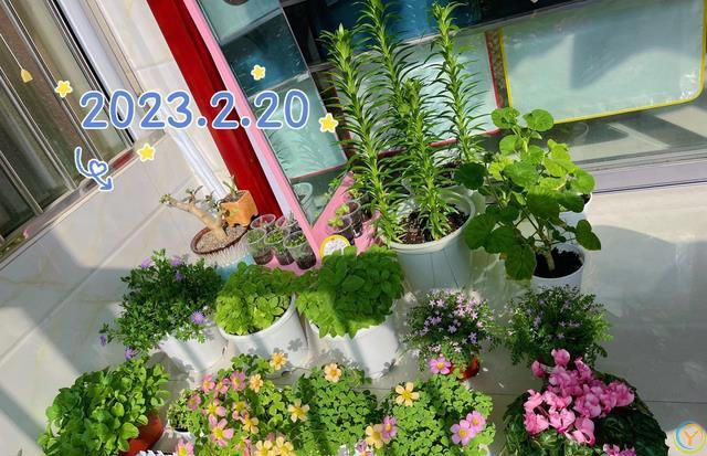 室内养花，有“7忌”，犯1个也活不久，看你中了没