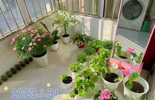 室内养花，有“7忌”，犯1个也活不久，看你中了没