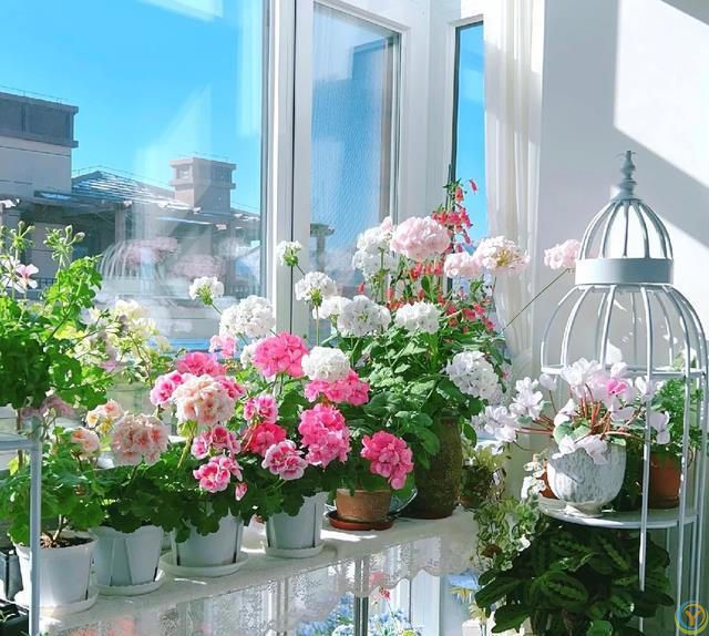 室内养花，有“7忌”，犯1个也活不久，看你中了没