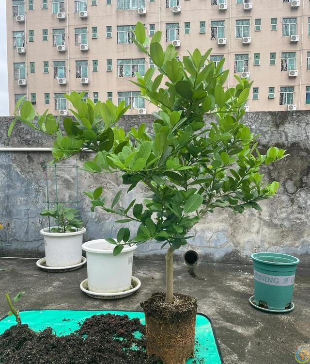 室内养花，有“7忌”，犯1个也活不久，看你中了没