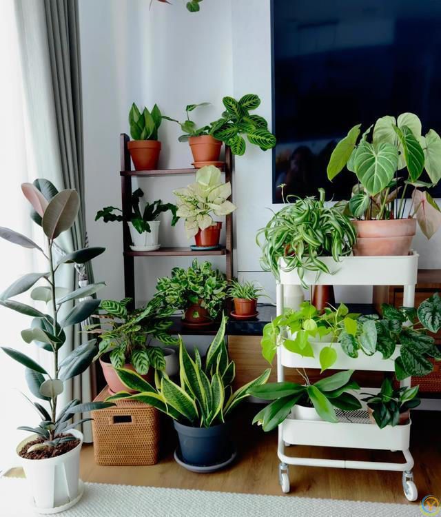 室内养花，有“7忌”，犯1个也活不久，看你中了没