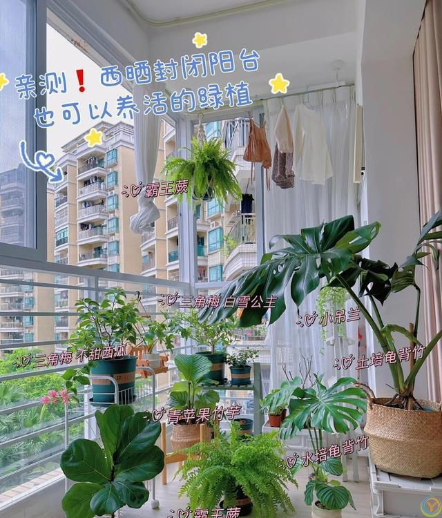 室内养花，有“7忌”，犯1个也活不久，看你中了没