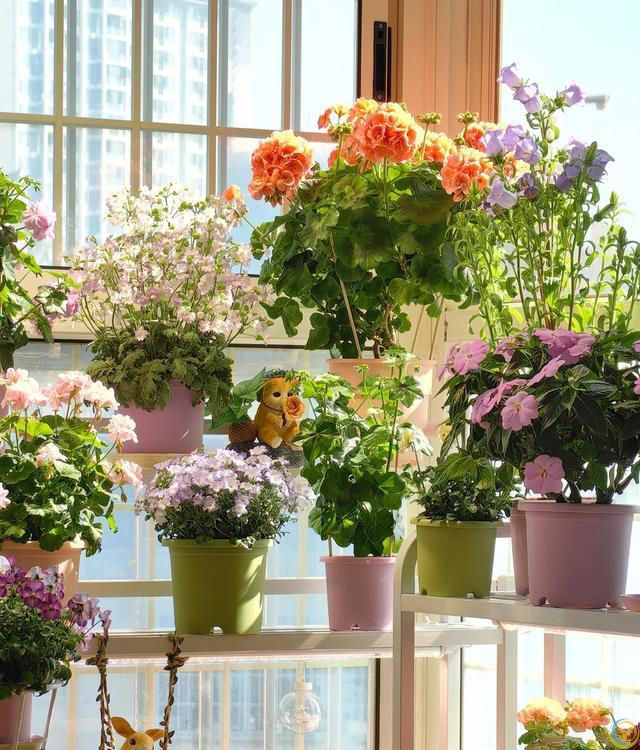 室内养花，有“7忌”，犯1个也活不久，看你中了没