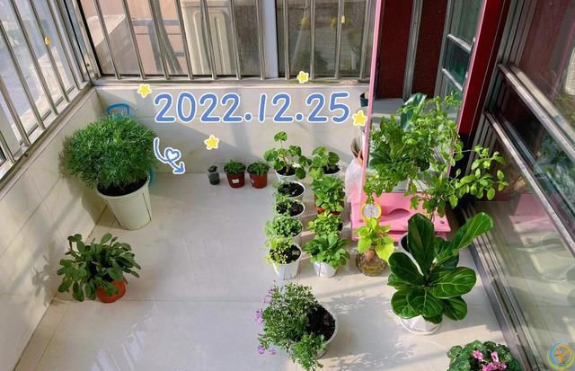 室内养花，有“7忌”，犯1个也活不久，看你中了没