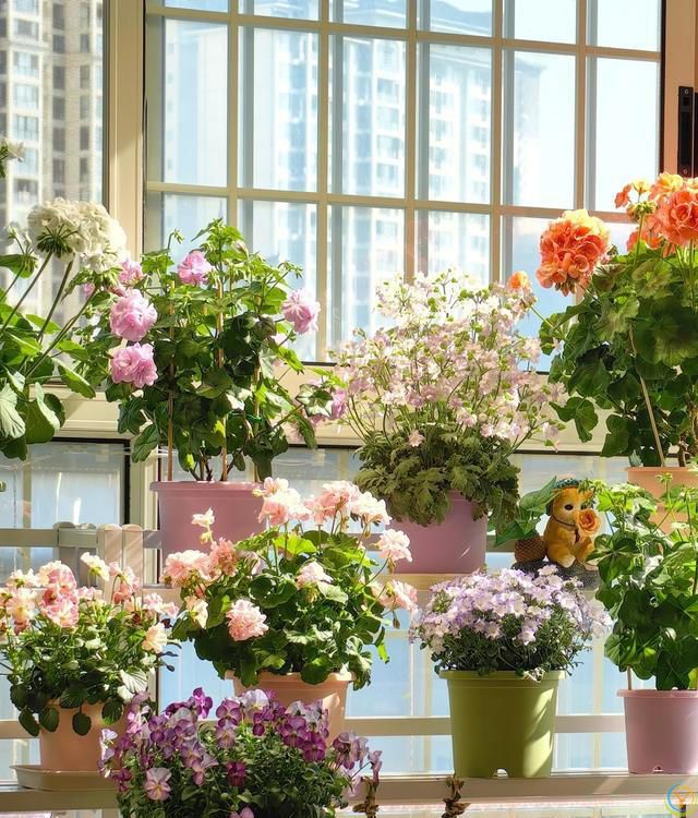 室内养花，有“7忌”，犯1个也活不久，看你中了没