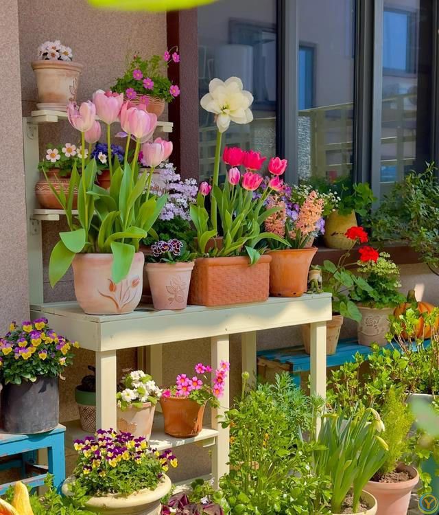 室内养花，有“7忌”，犯1个也活不久，看你中了没