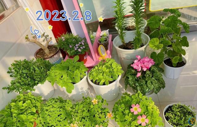 室内养花，有“7忌”，犯1个也活不久，看你中了没