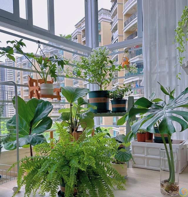 室内养花，有“7忌”，犯1个也活不久，看你中了没