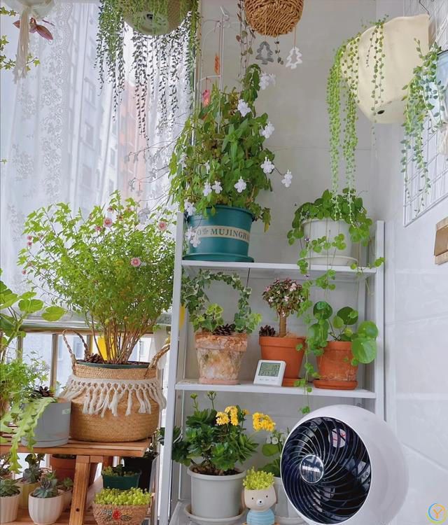 室内养花，有“7忌”，犯1个也活不久，看你中了没