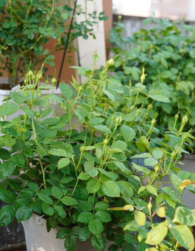 室内养花，有“7忌”，犯1个也活不久，看你中了没