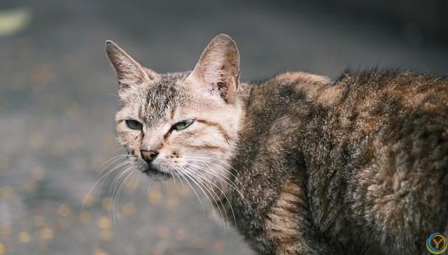 中华田园猫你了解吗？都有哪几种？