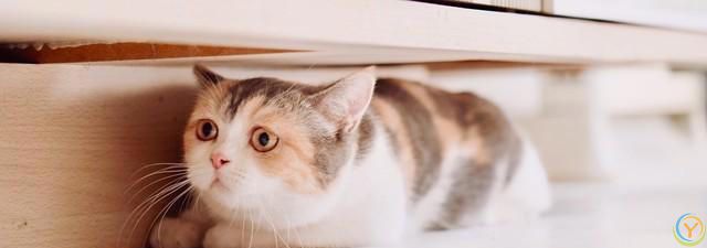 猫比较容易掉毛，那家里养猫，到处都是猫毛怎么办？