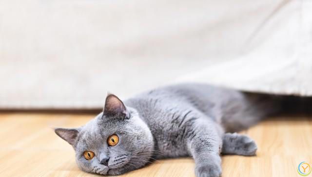 猫比较容易掉毛，那家里养猫，到处都是猫毛怎么办？