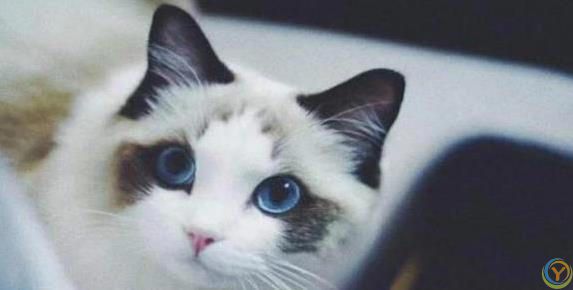 布偶猫颜值爆表性格超好，养一只你会后悔吗？