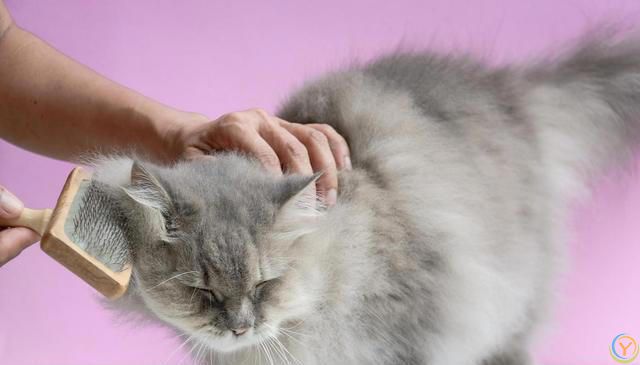 猫比较容易掉毛，那家里养猫，到处都是猫毛怎么办？