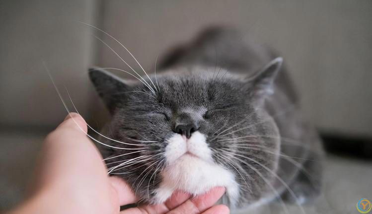 抚摸猫咪这5个地方，它会越来越爱你，你抚摸过吗