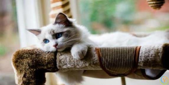 布偶猫颜值爆表性格超好，养一只你会后悔吗？