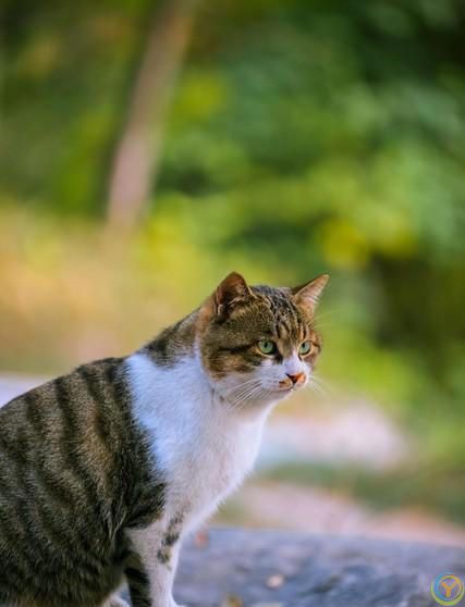 中华田园猫你了解吗？都有哪几种？