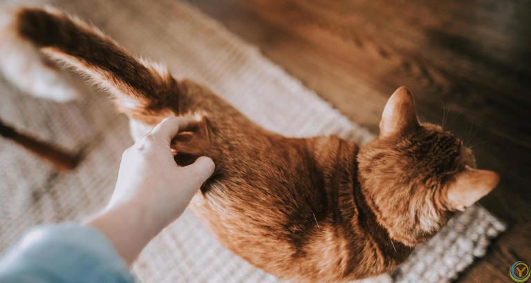 抚摸猫咪这5个地方，它会越来越爱你，你抚摸过吗