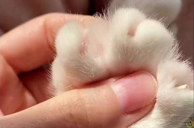 抚摸猫咪这5个地方，它会越来越爱你，你抚摸过吗