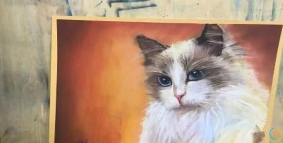 布偶猫颜值爆表性格超好，养一只你会后悔吗？