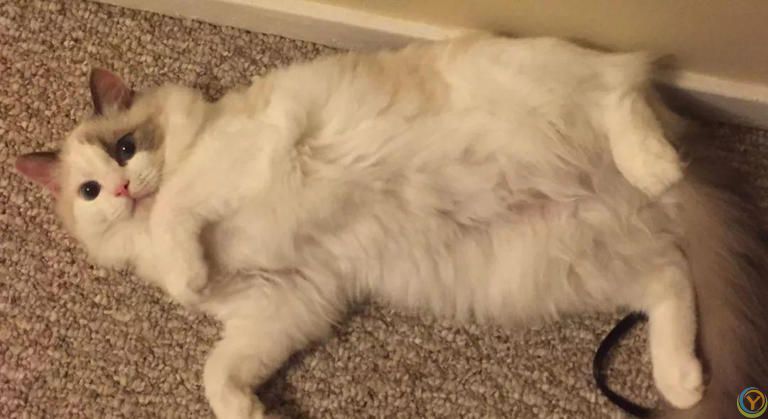 抚摸猫咪这5个地方，它会越来越爱你，你抚摸过吗