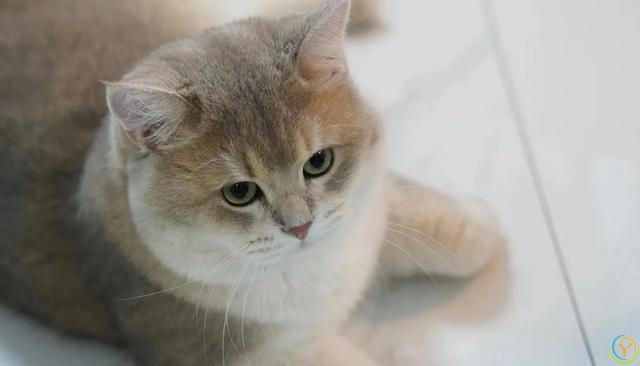 如何判断猫咪的年龄