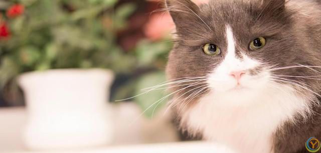 猫比较容易掉毛，那家里养猫，到处都是猫毛怎么办？