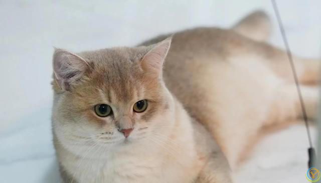 如何判断猫咪的年龄