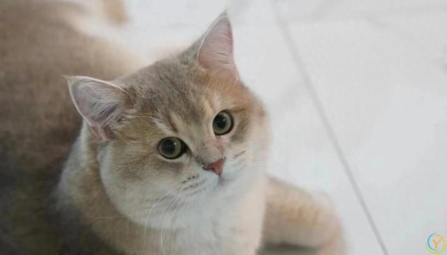 如何判断猫咪的年龄