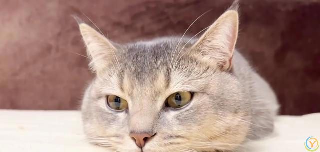 如何判断猫咪的年龄