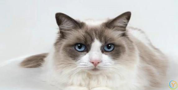 布偶猫颜值爆表性格超好，养一只你会后悔吗？