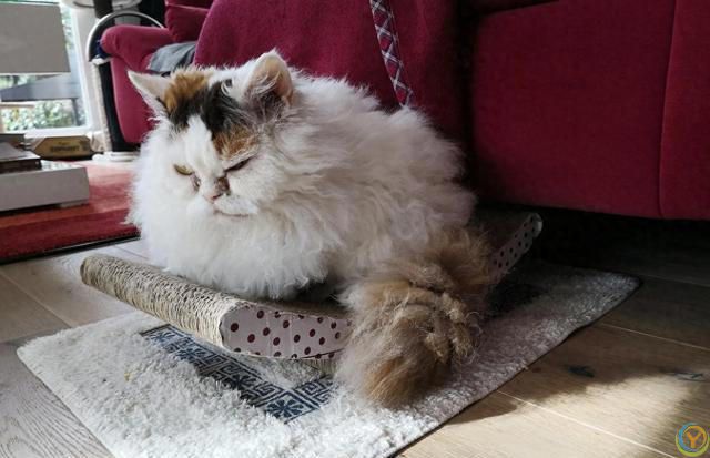 猫比较容易掉毛，那家里养猫，到处都是猫毛怎么办？