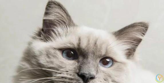 布偶猫颜值爆表性格超好，养一只你会后悔吗？