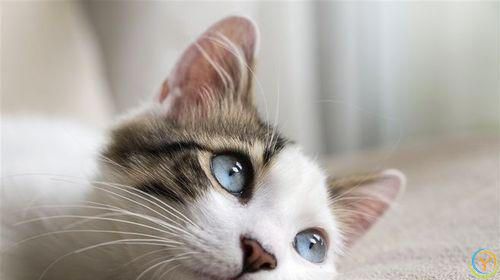 抚摸猫咪这5个地方，它会越来越爱你，你抚摸过吗