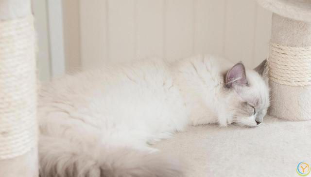 猫比较容易掉毛，那家里养猫，到处都是猫毛怎么办？