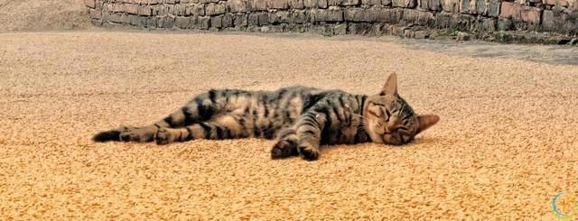 中华田园猫你了解吗？都有哪几种？