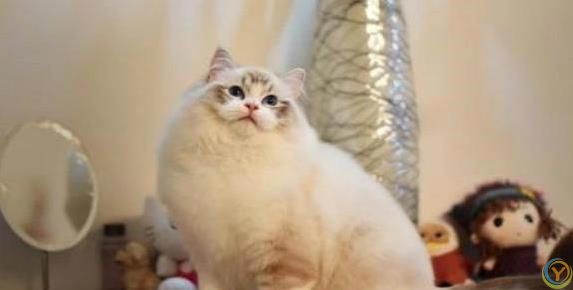 布偶猫颜值爆表性格超好，养一只你会后悔吗？