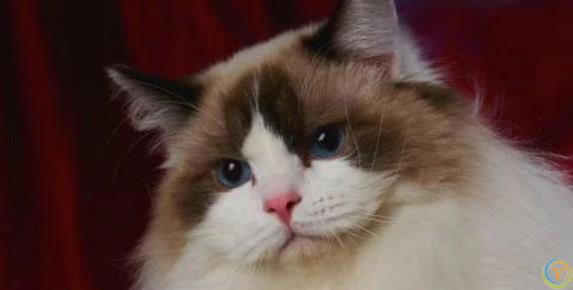 布偶猫颜值爆表性格超好，养一只你会后悔吗？