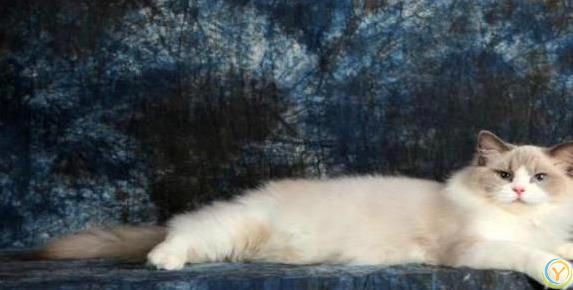 布偶猫颜值爆表性格超好，养一只你会后悔吗？