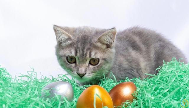 猫比较容易掉毛，那家里养猫，到处都是猫毛怎么办？